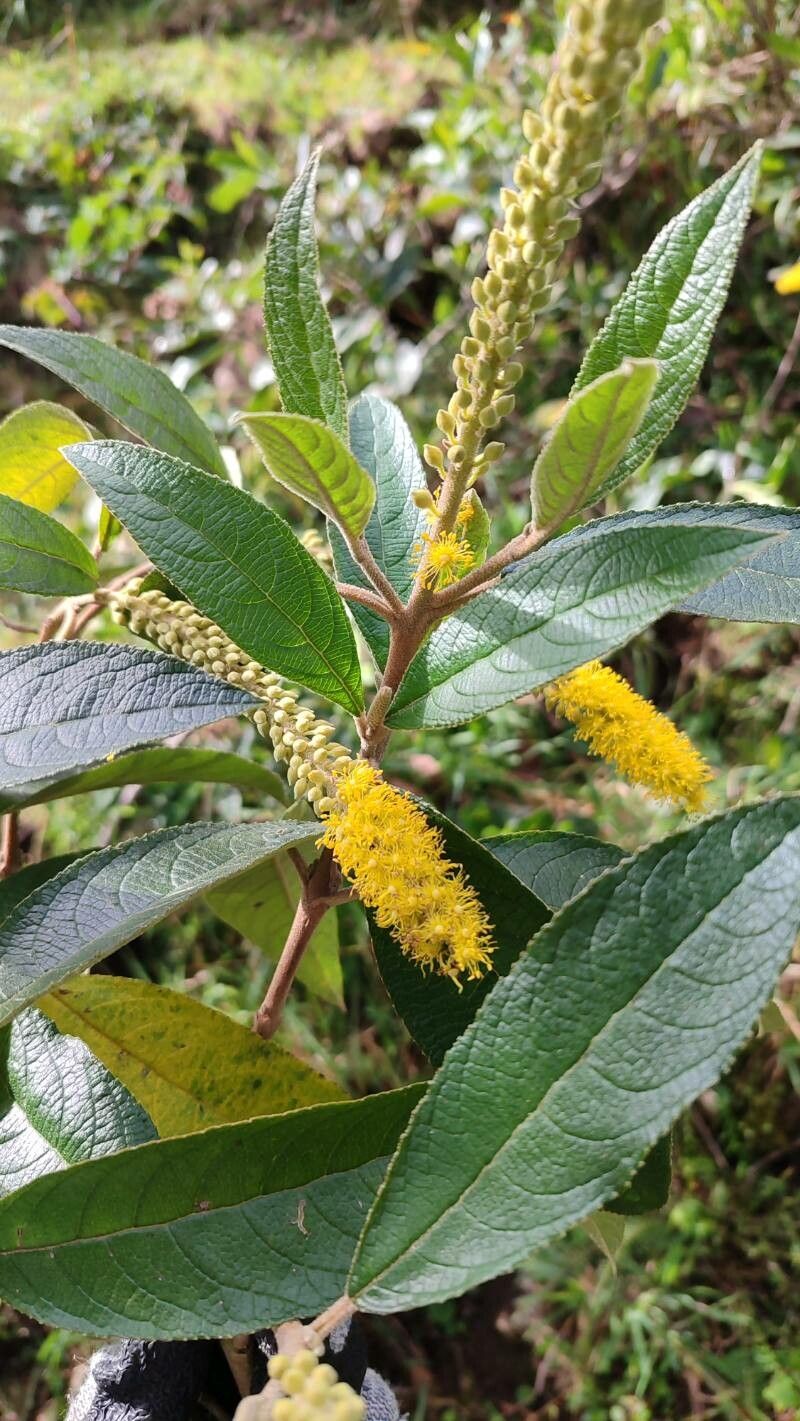 Abatia parviflora