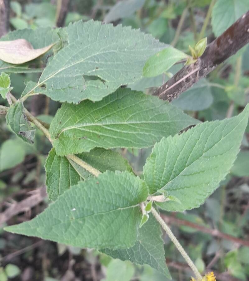 Abatia stellata