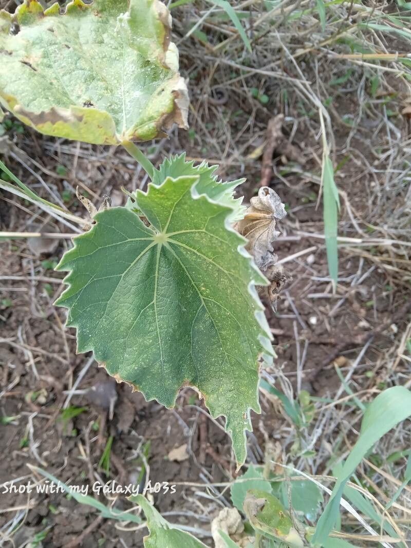 Abutilon grandiflorum