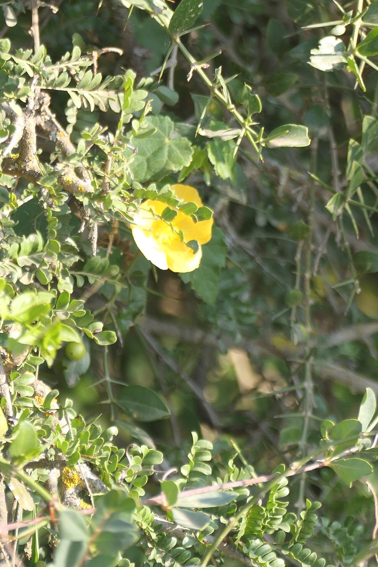 Abutilon sonneratianum