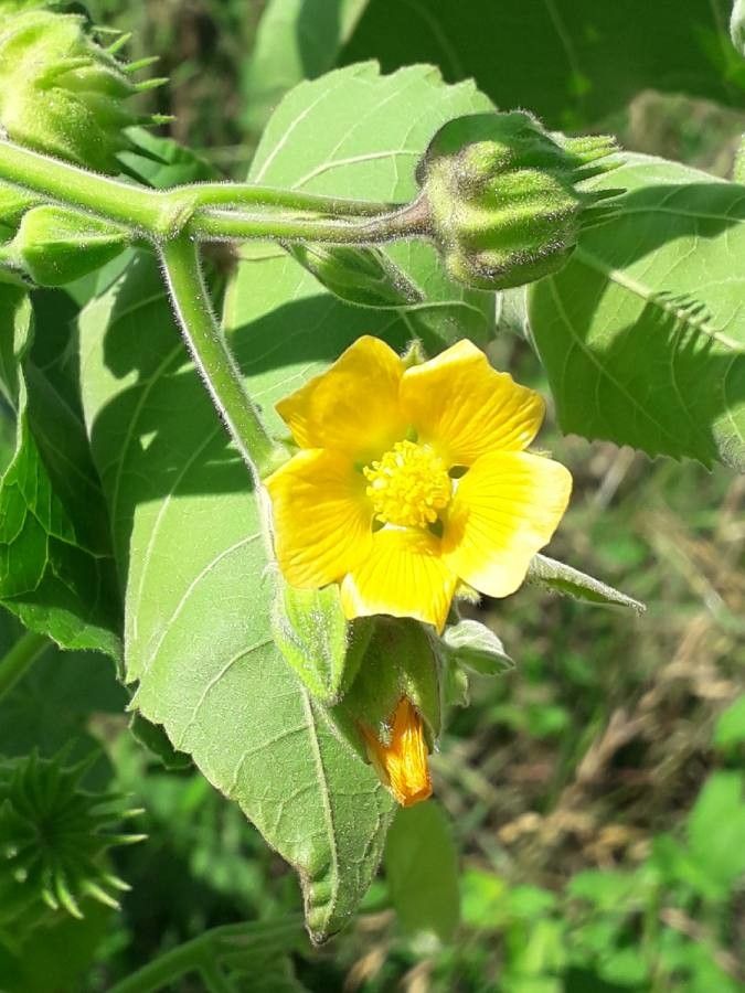 Abutilon theophrasti