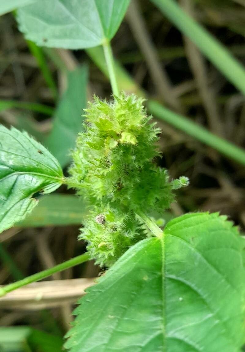 Acalypha poiretii