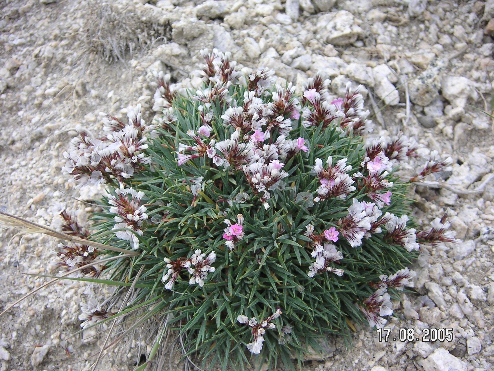 Acantholimon lycopodioides