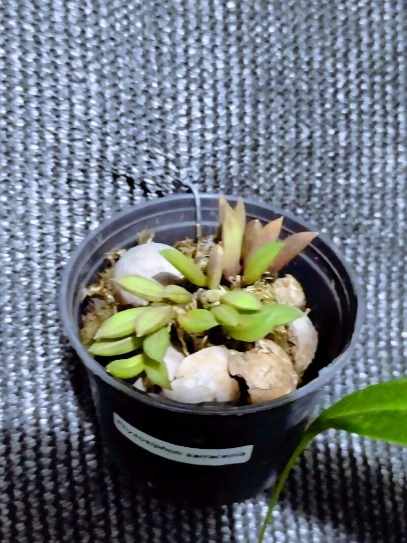 Acianthera bragae