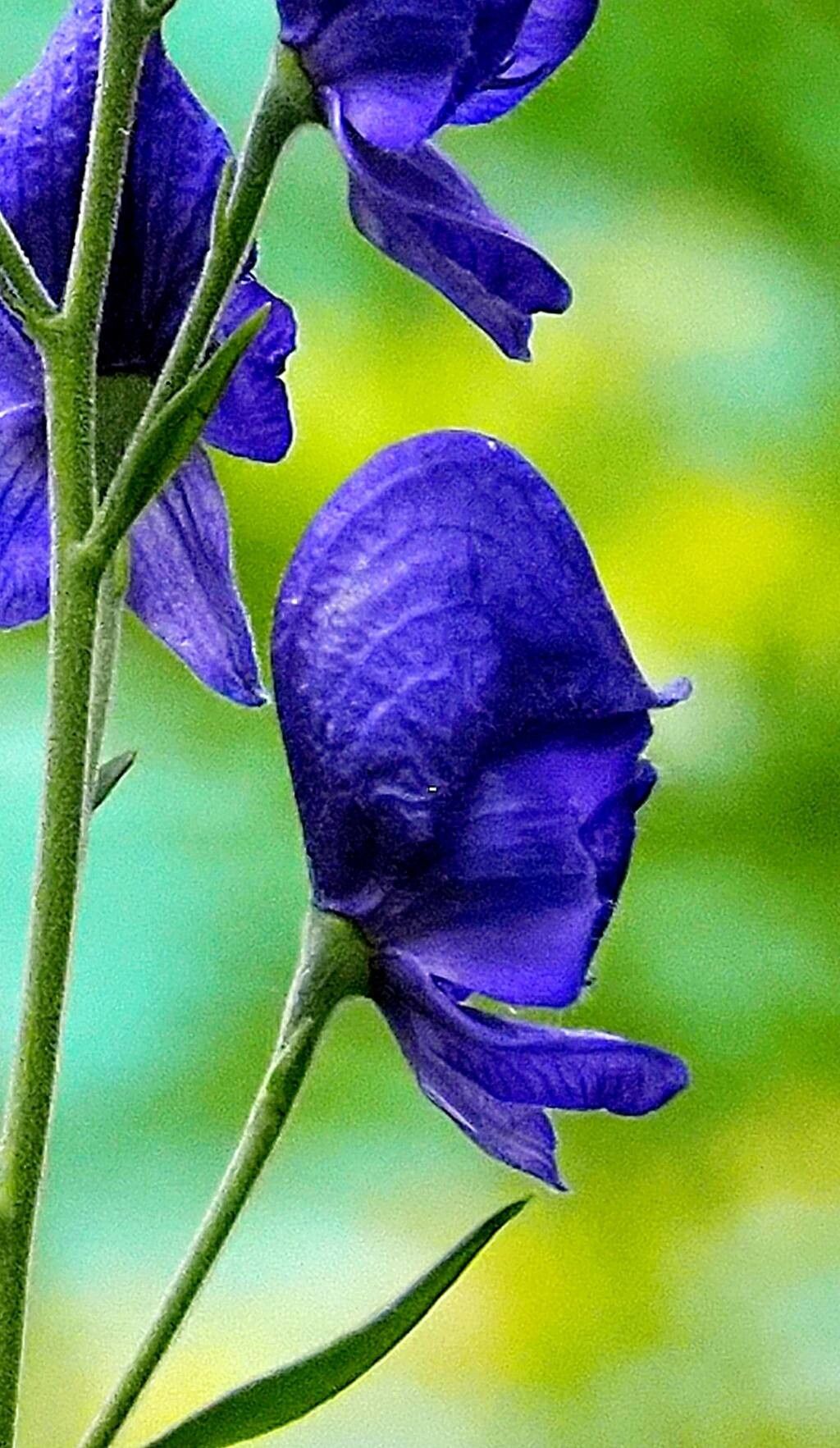 Aconitum napellus