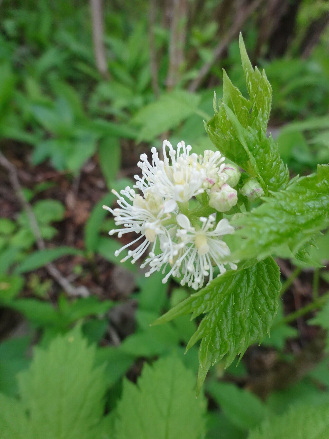 Actaea spicata