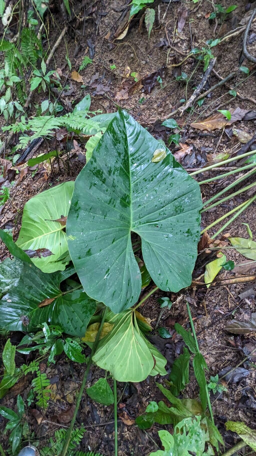 Adelonema wendlandii