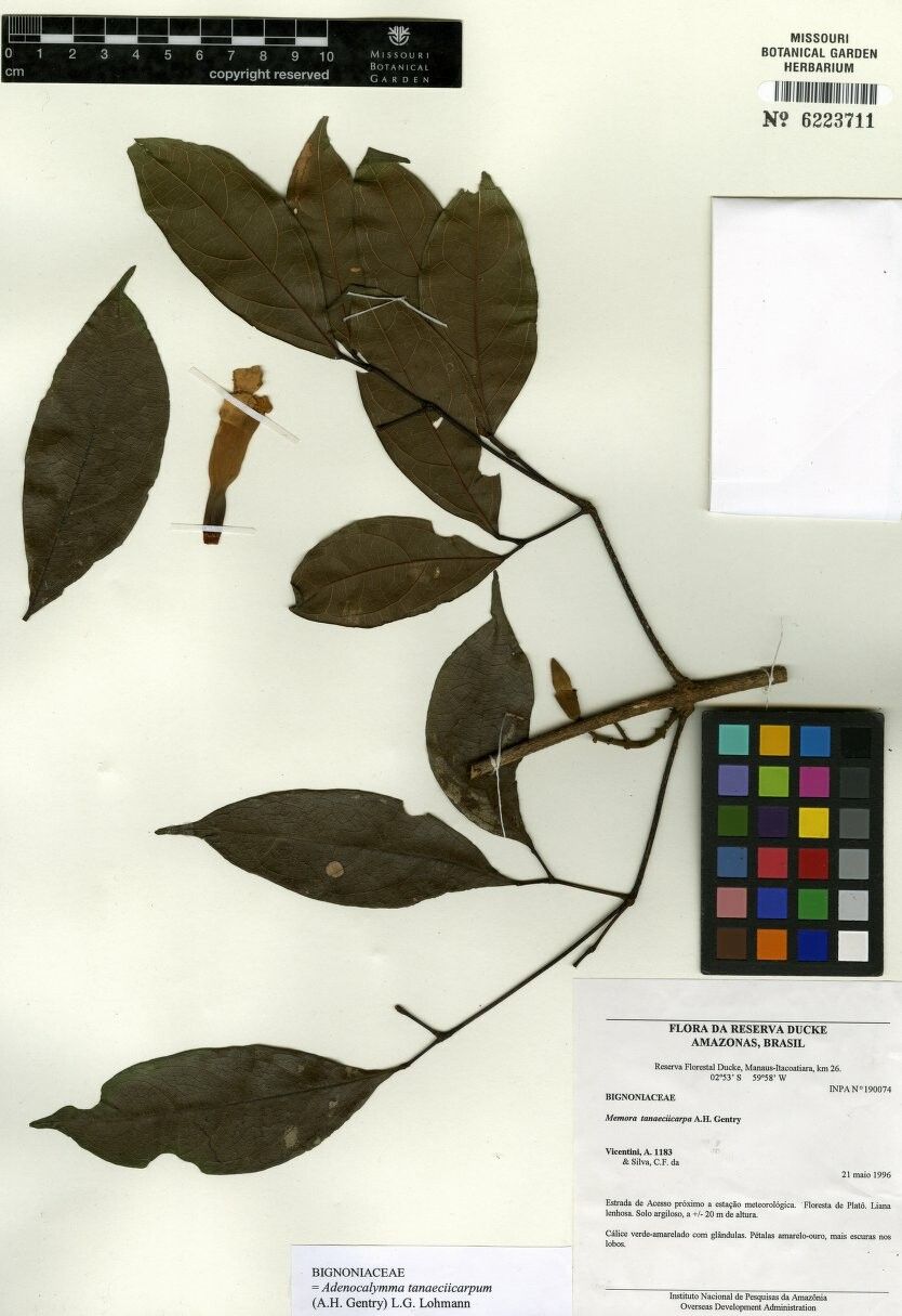 Adenocalymma tanaeciicarpum