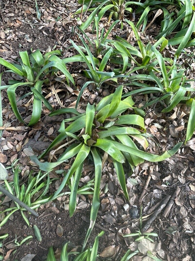Aechmea angustifolia