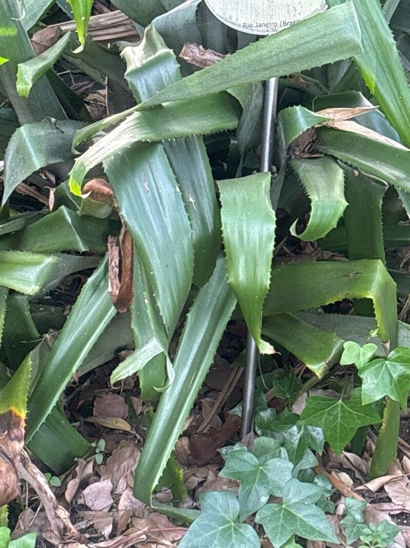 Aechmea cariocae
