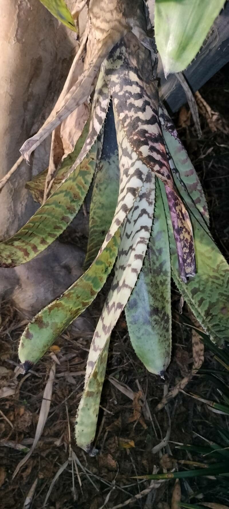 Aechmea orlandiana