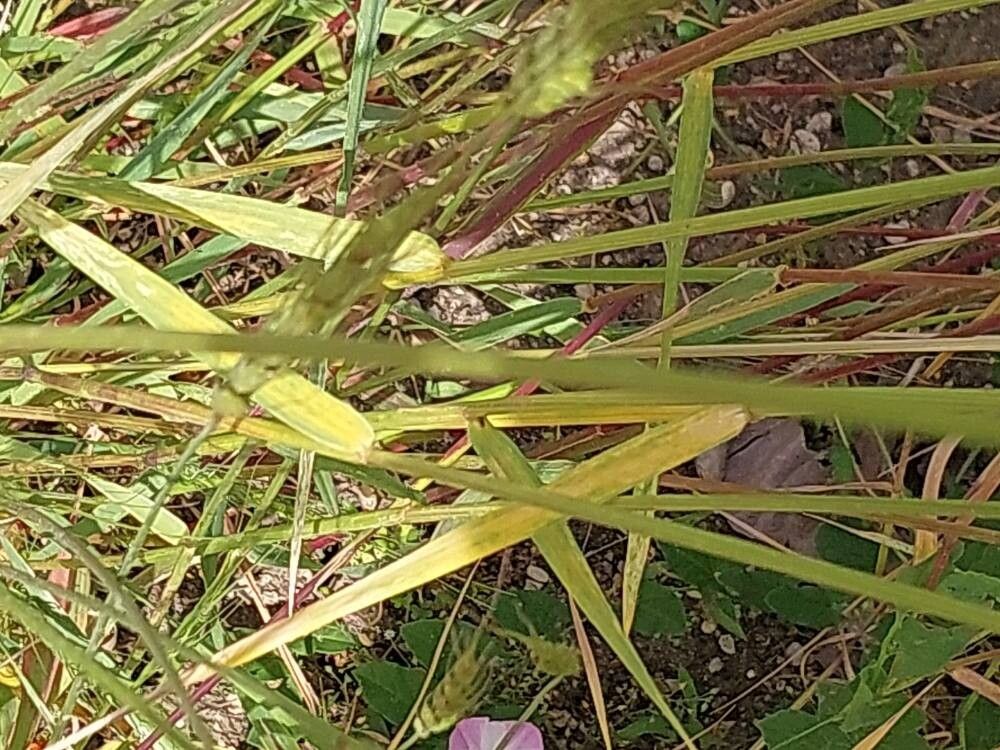 Aegilops speltoides