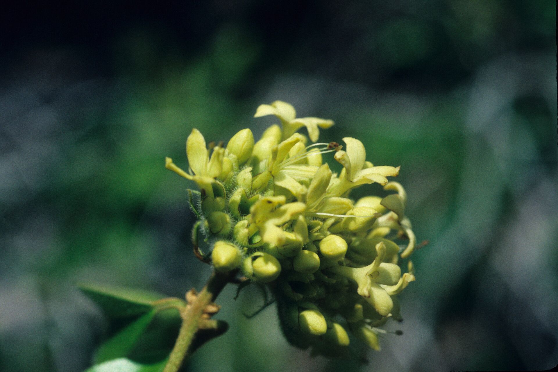 Aegiphila racemosa