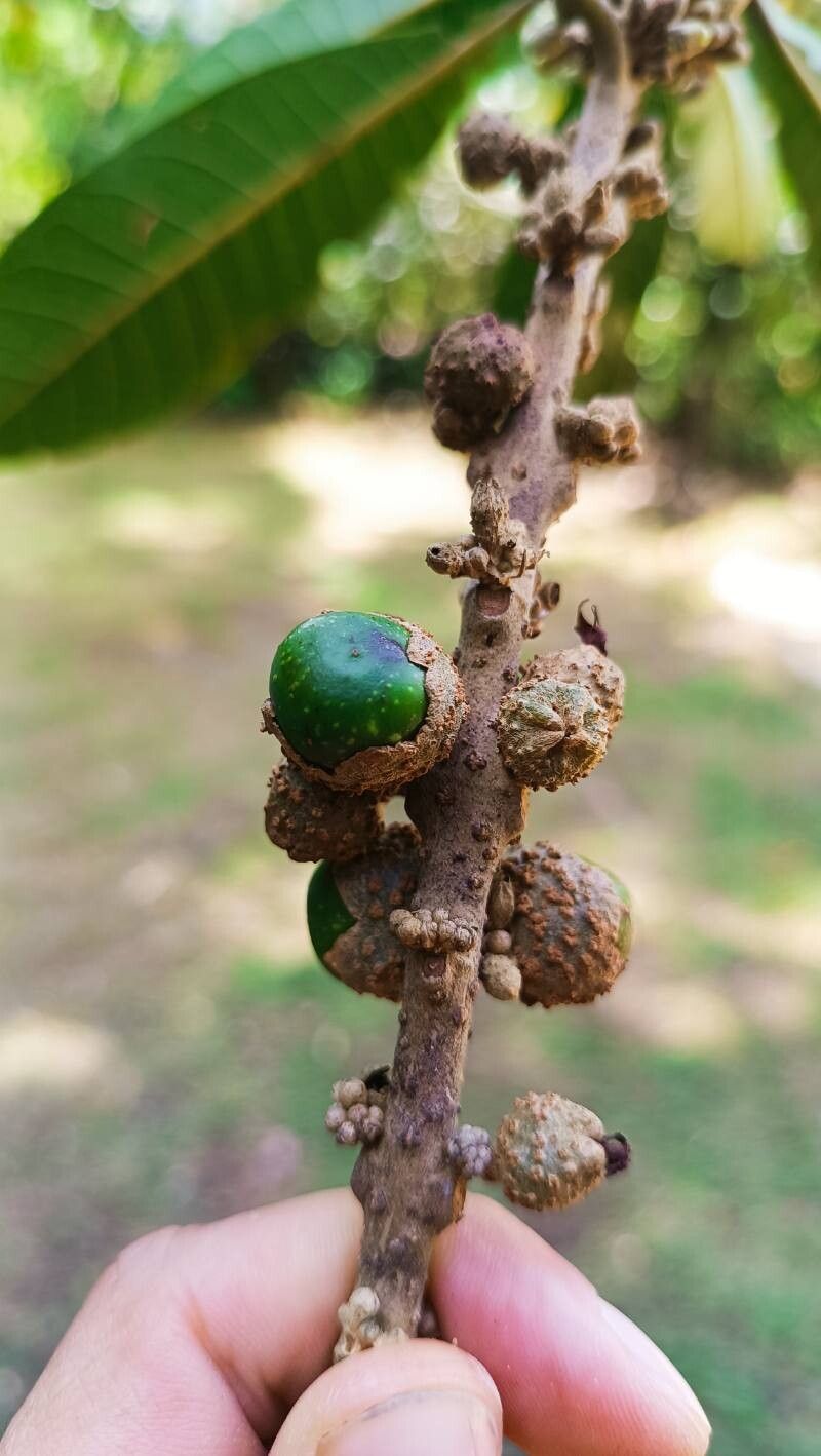 Aegiphila ternifolia