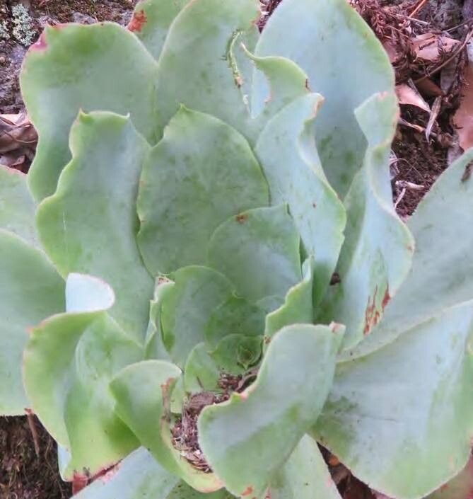 Aeonium cuneatum