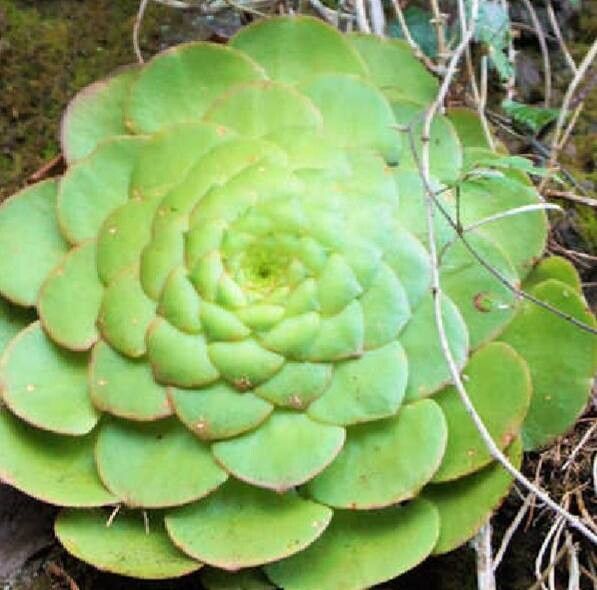 Aeonium glandulosum
