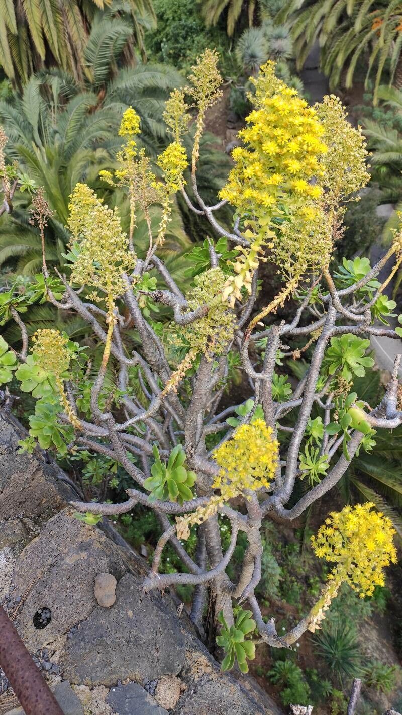 Aeonium undulatum