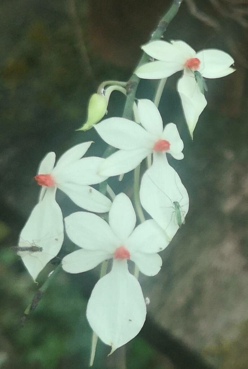 Aerangis luteoalba