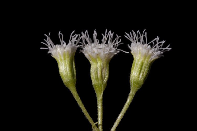 Ageratina rothrockii