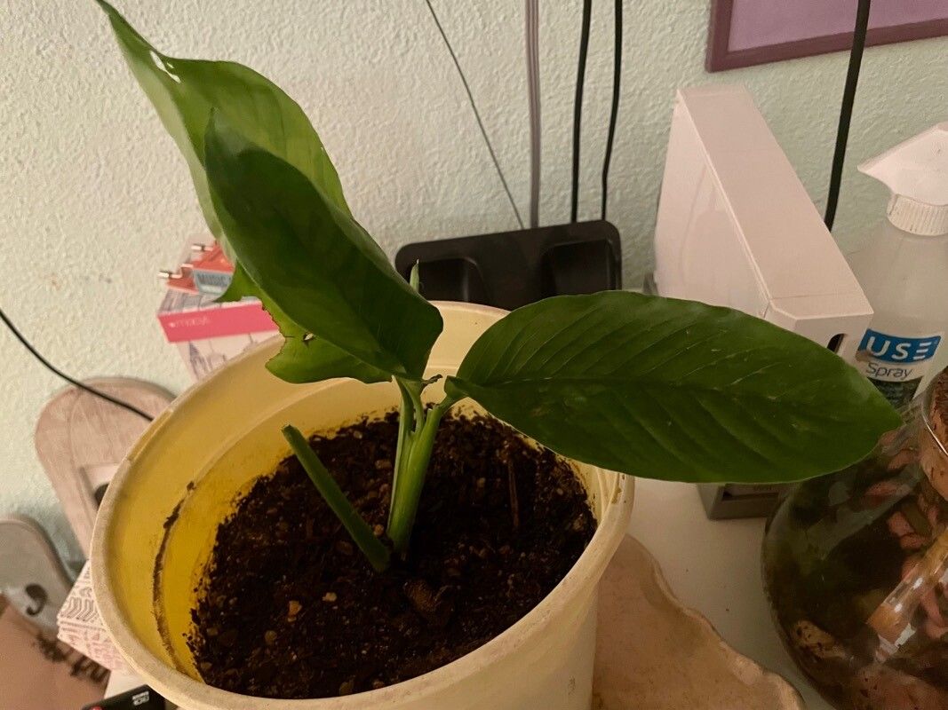Aglaonema modestum