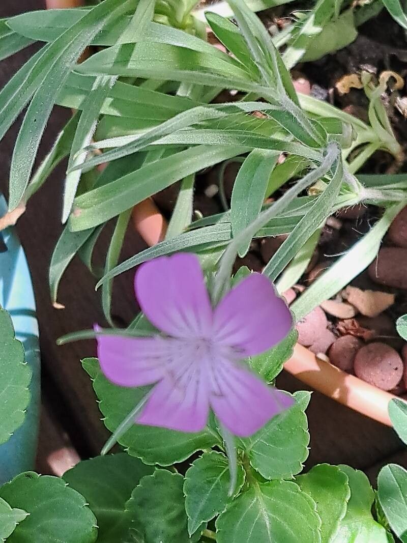 Agrostemma brachylobum