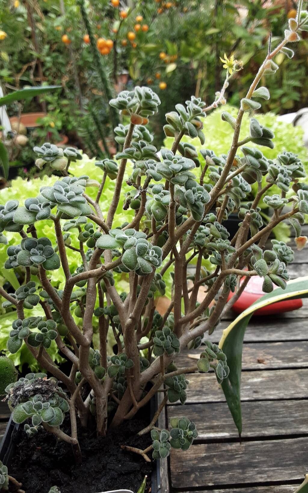 Aichryson porphyrogennetos