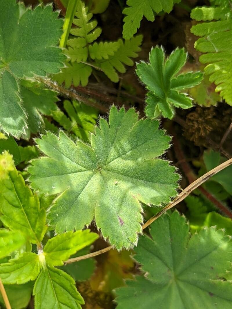 Alchemilla caucasica