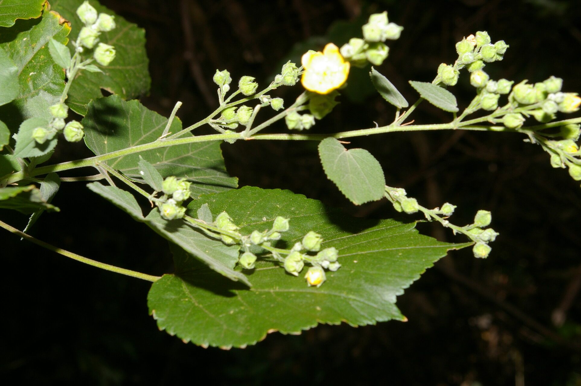 Allobriquetia spicata