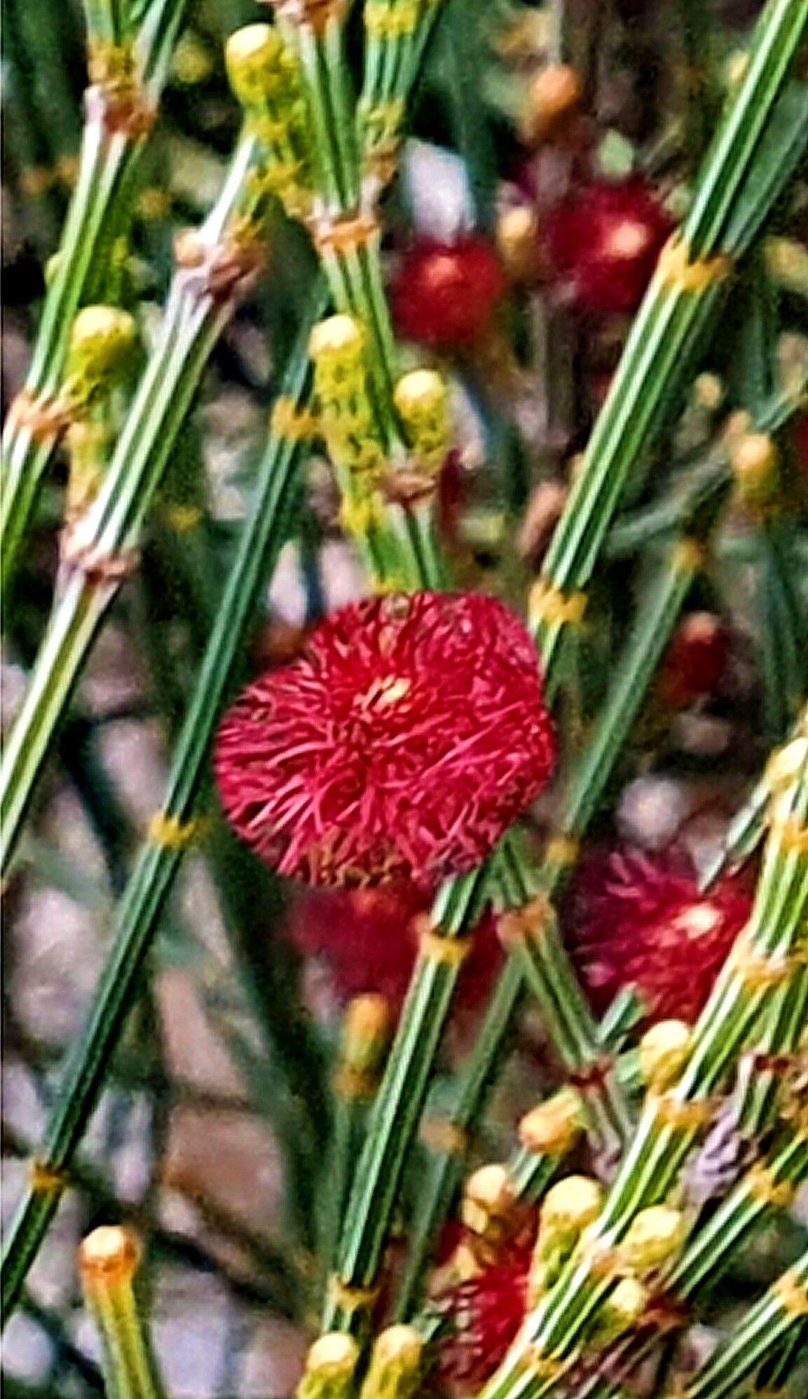 Allocasuarina distyla