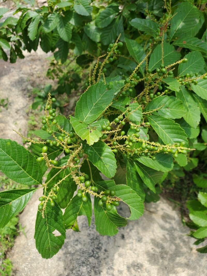 Allophylus abyssinicus