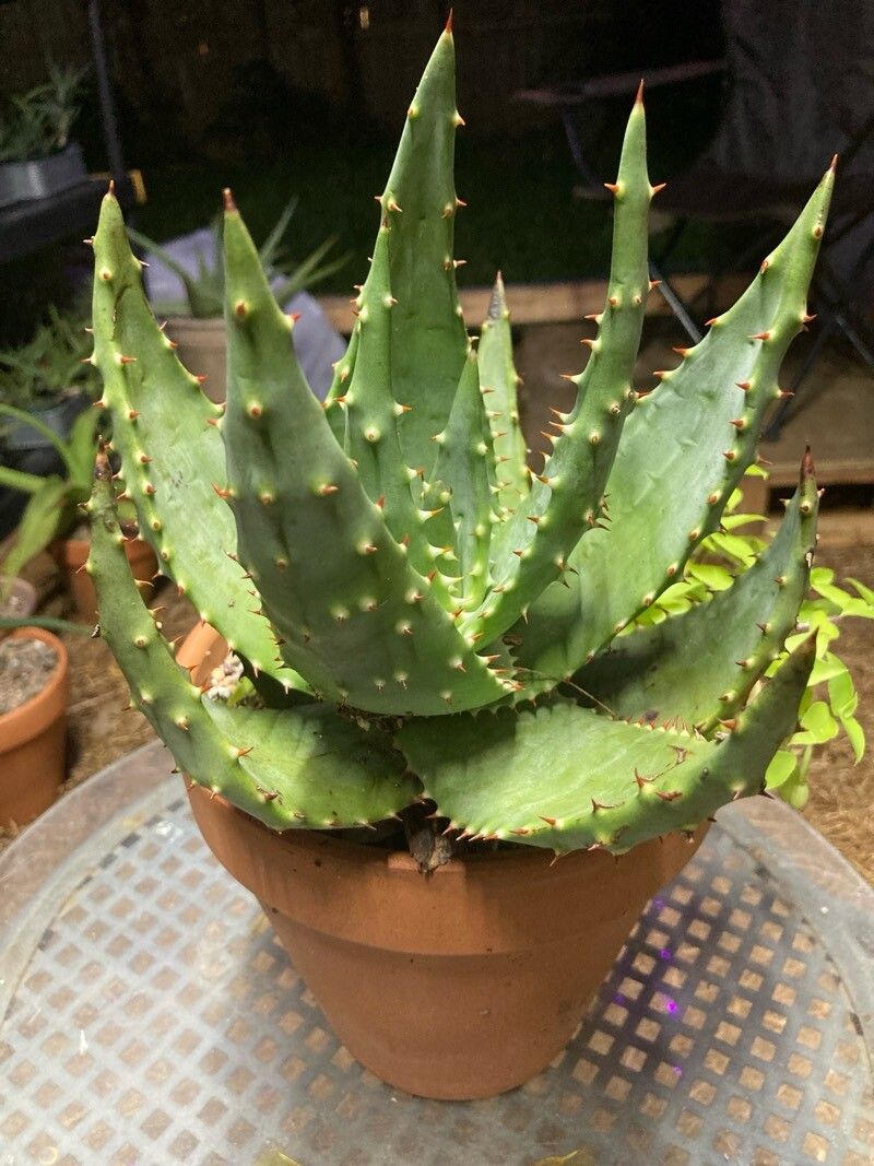 Aloe aculeata
