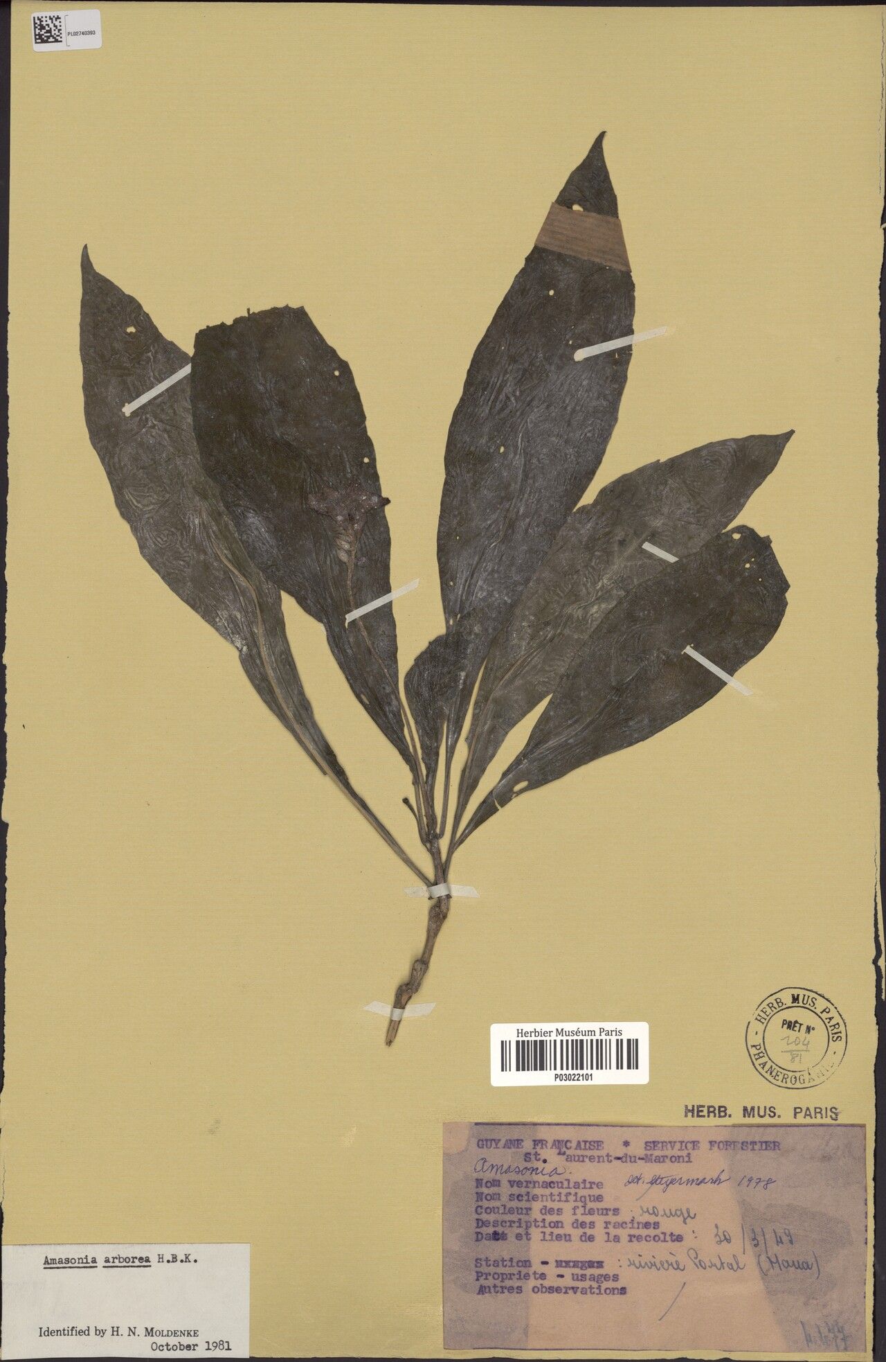 Amasonia arborea