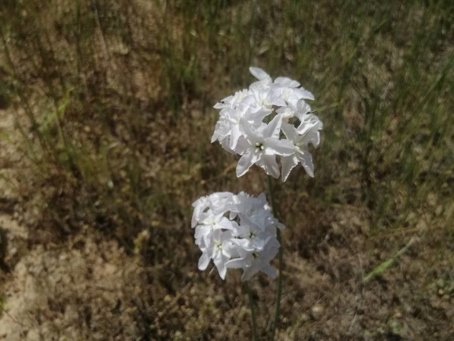 Amsonia grandiflora