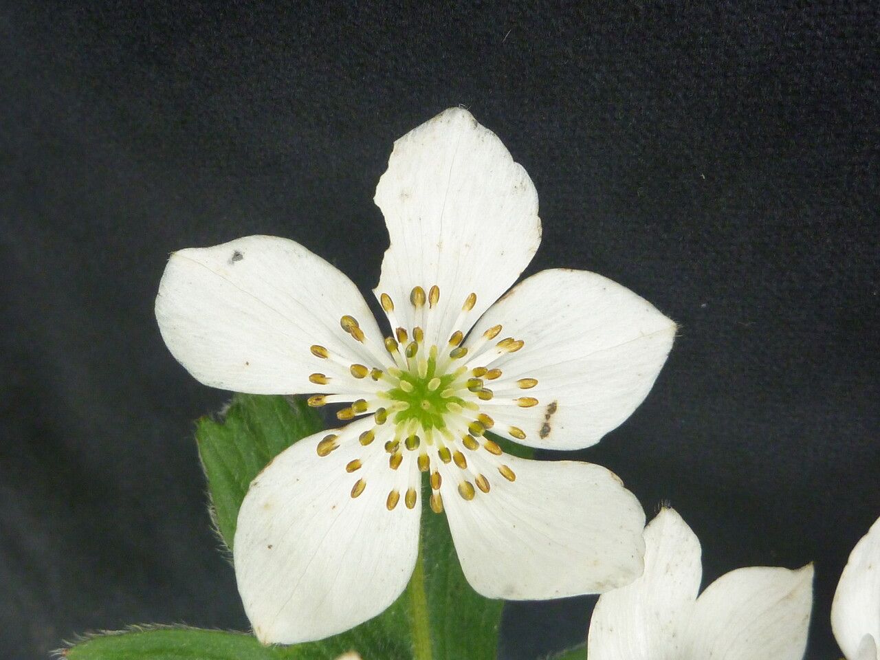 Anemonastrum polyanthes