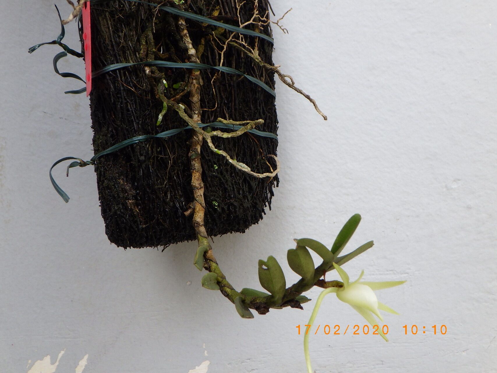 Angraecum ankeranense