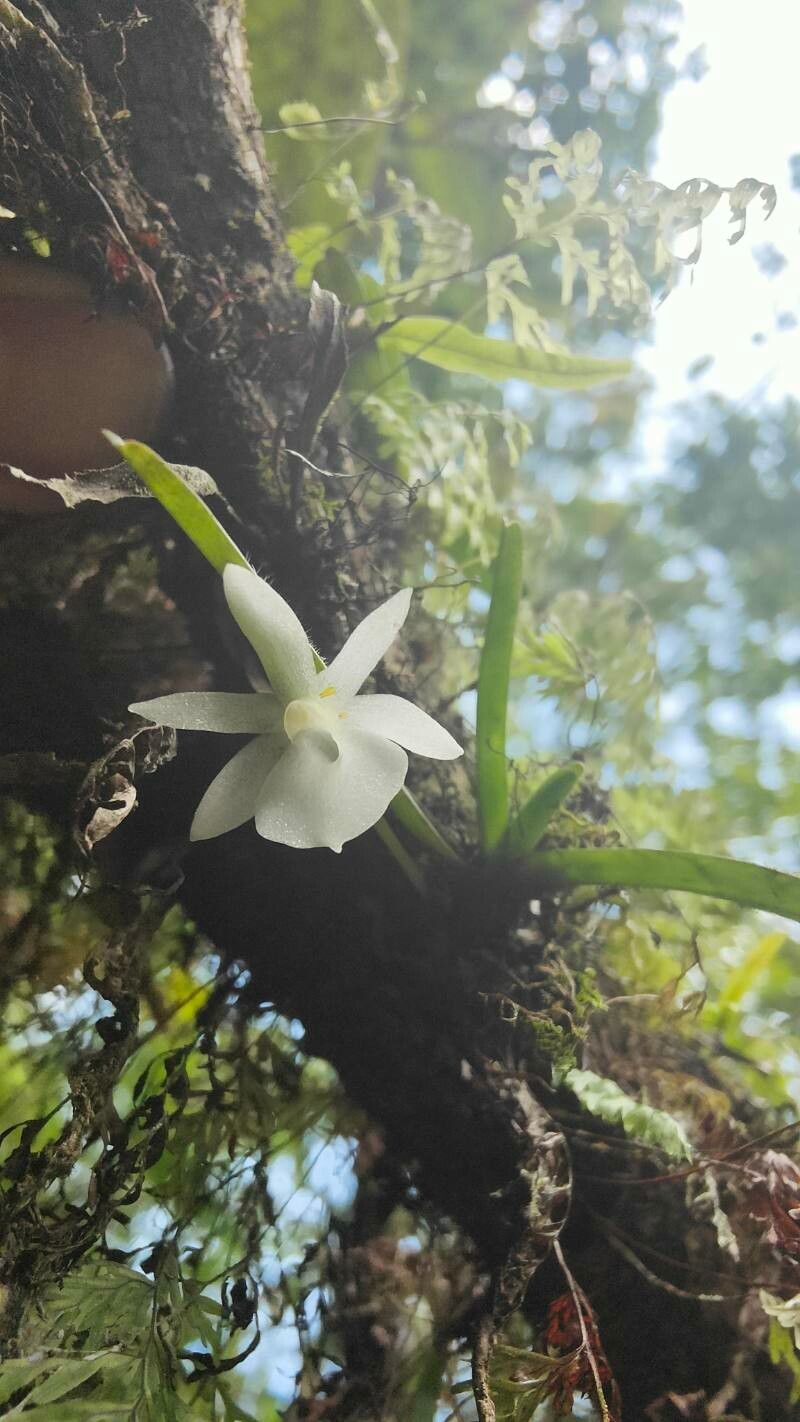 Angraecum cucullatum