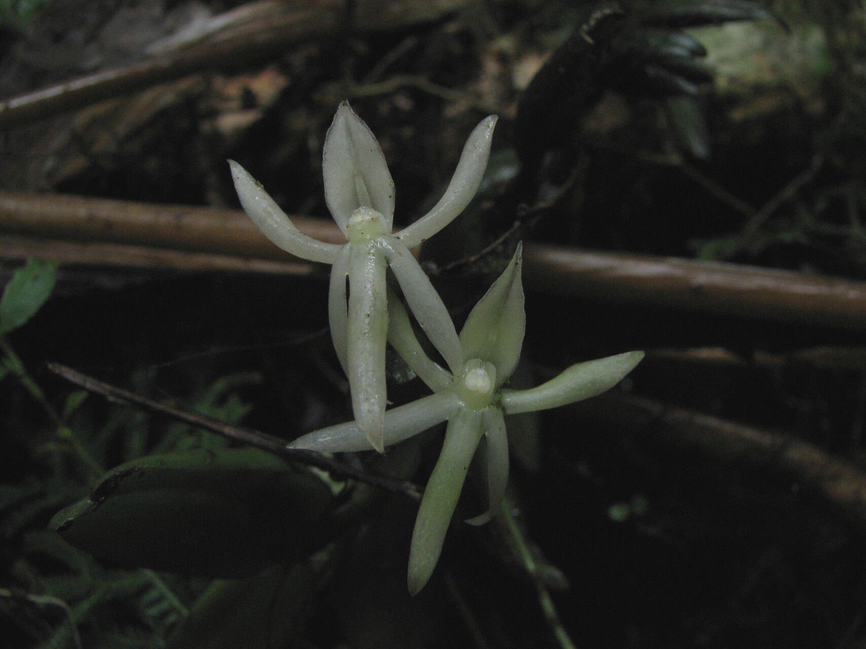 Angraecum egertonii