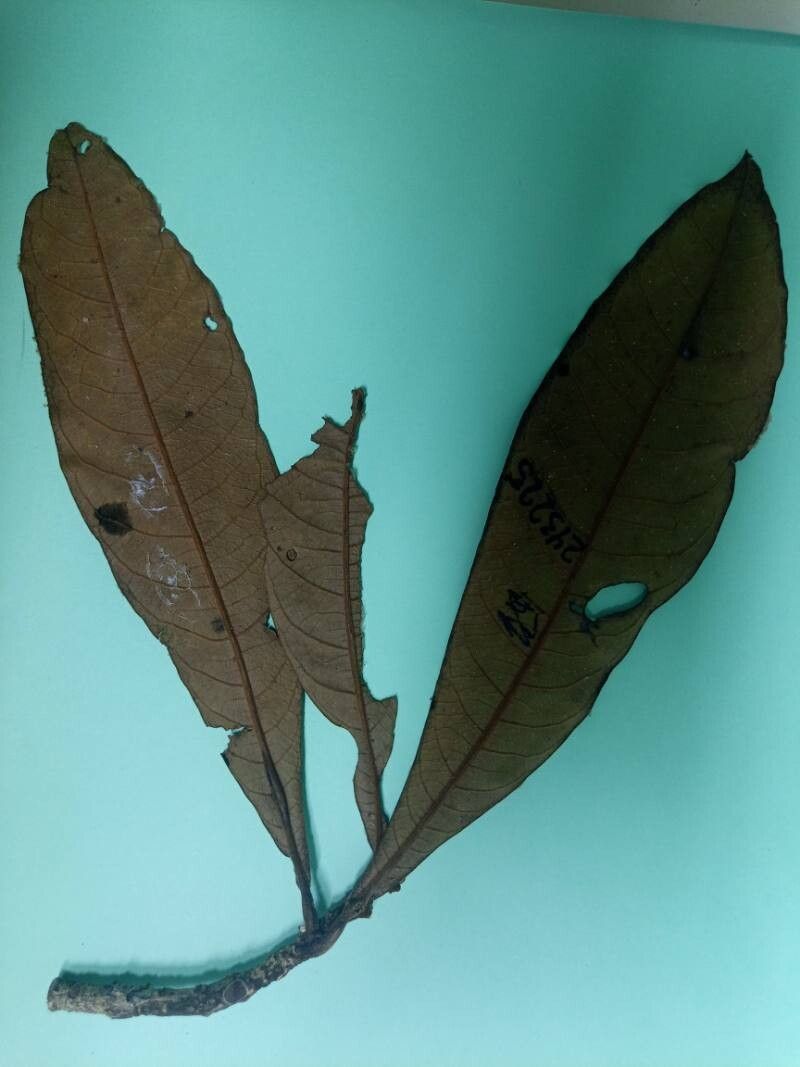 Aniba williamsii