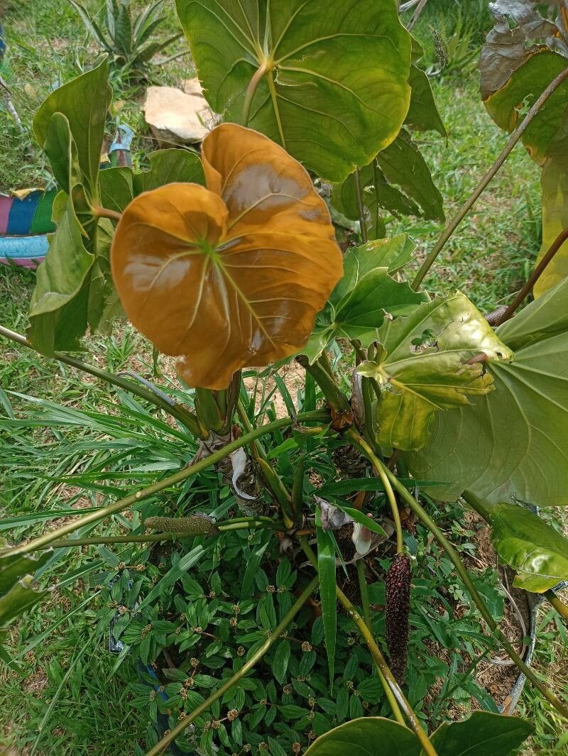 Anthurium faustomirandae