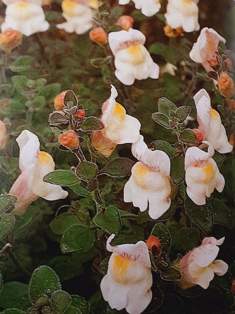 Antirrhinum pulverulentum