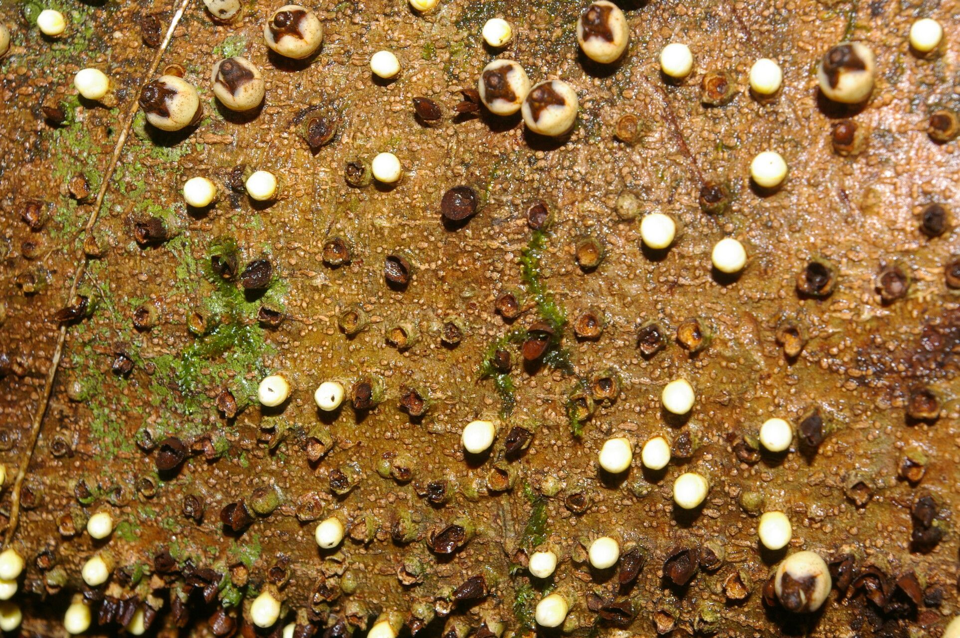 Apodanthes caseariae
