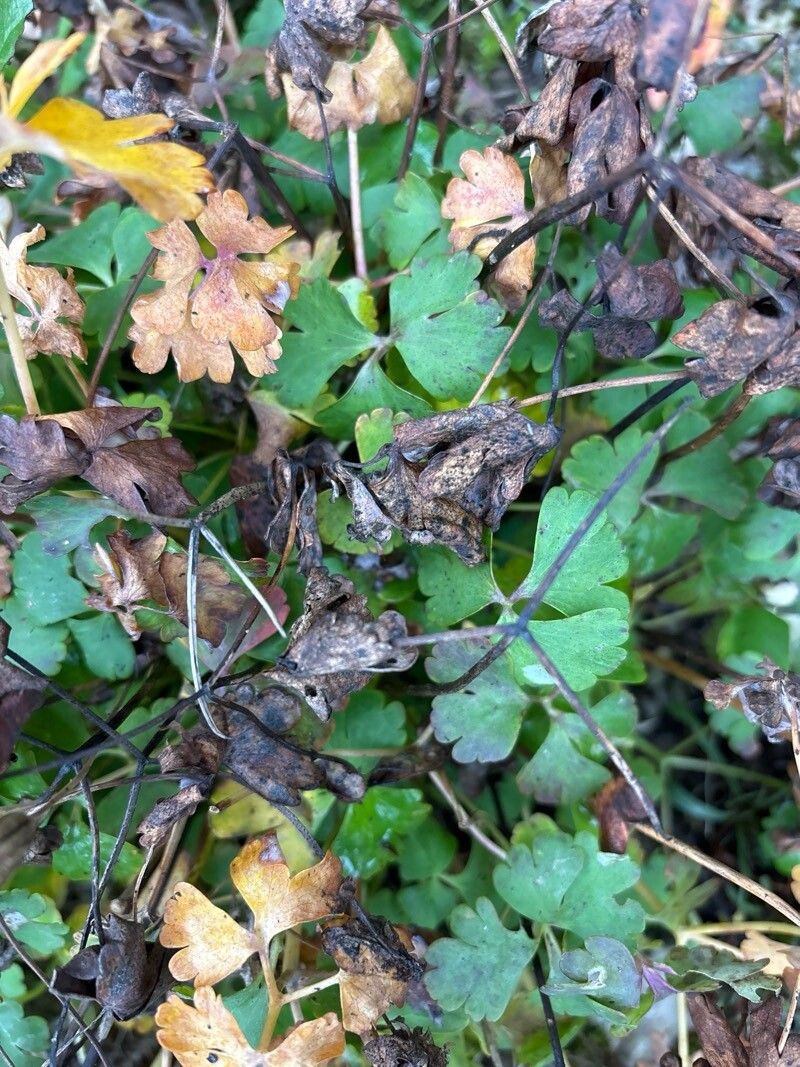 Aquilegia olympica