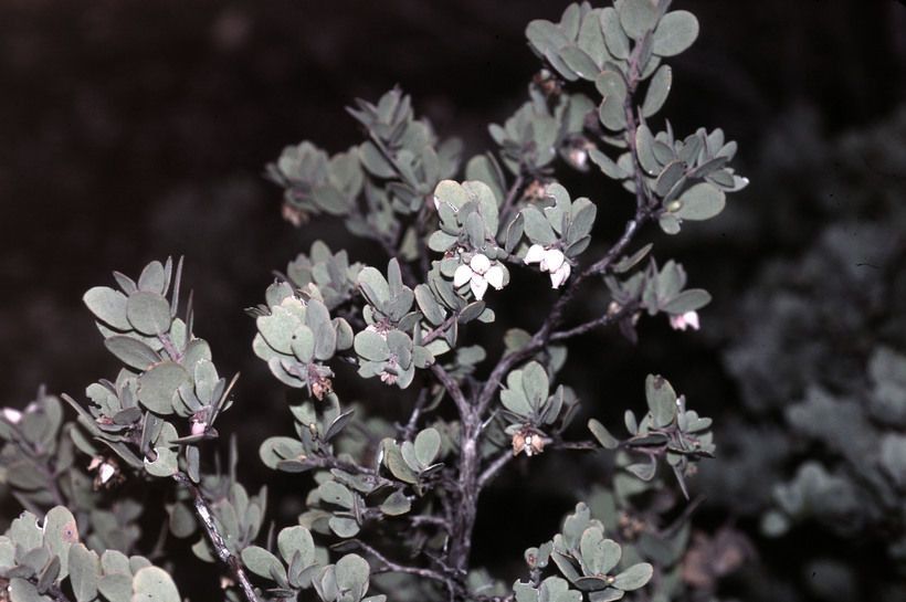 Arctostaphylos nissenana