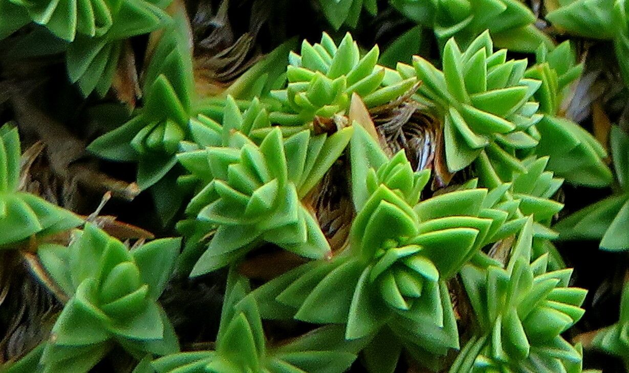 Arenaria tetraquetra