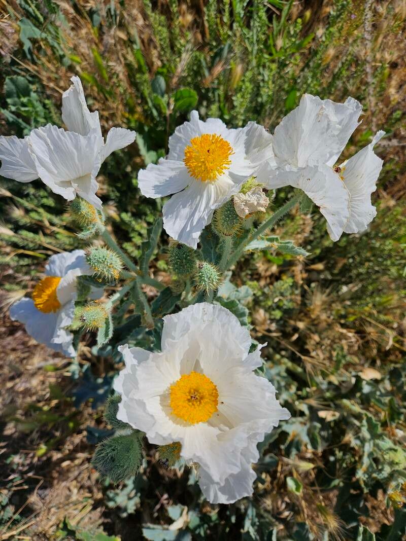 Argemone munita