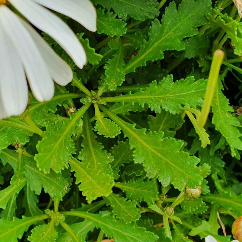 Argyranthemum pinnatifidum