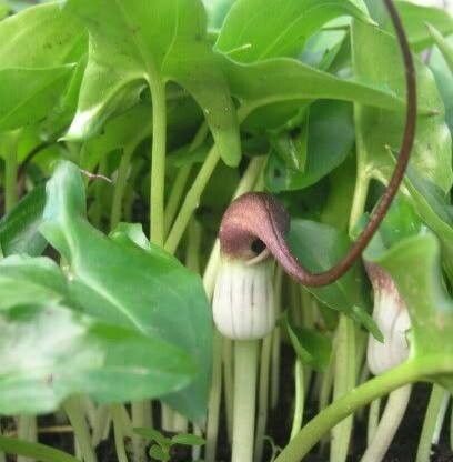 Arisarum proboscideum