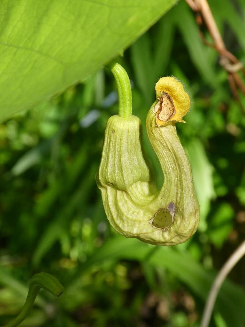 Aristolochia manshuriensis