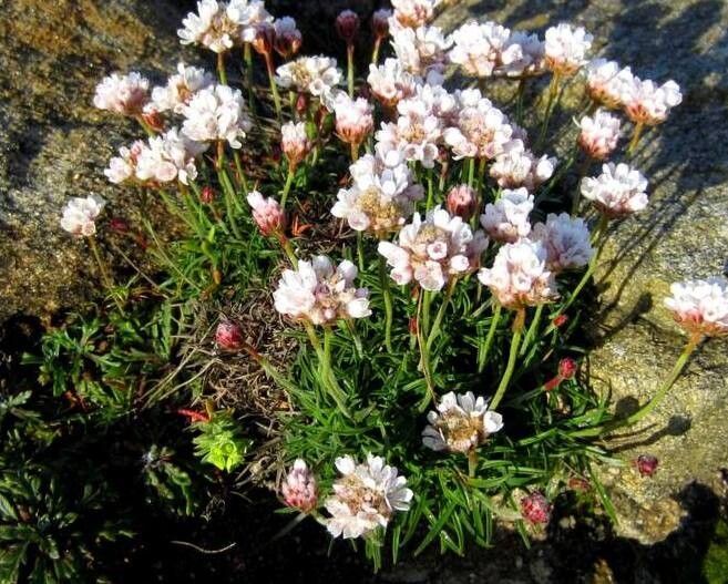 Armeria ruscinonensis