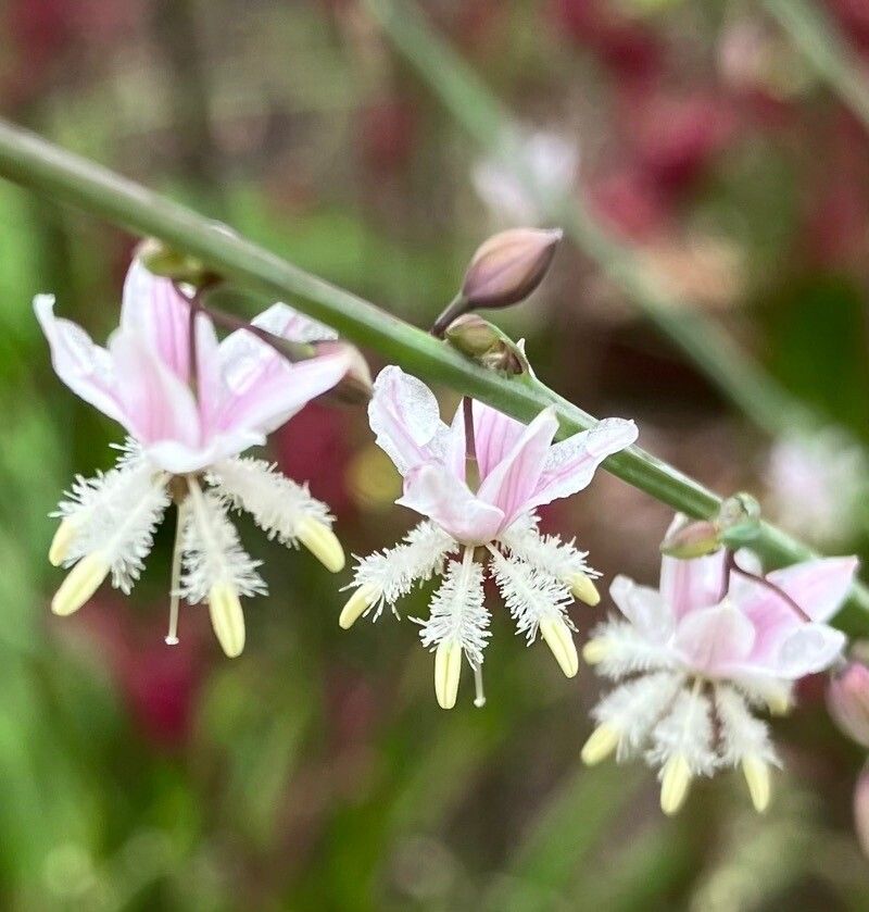 Arthropodium milleflorum